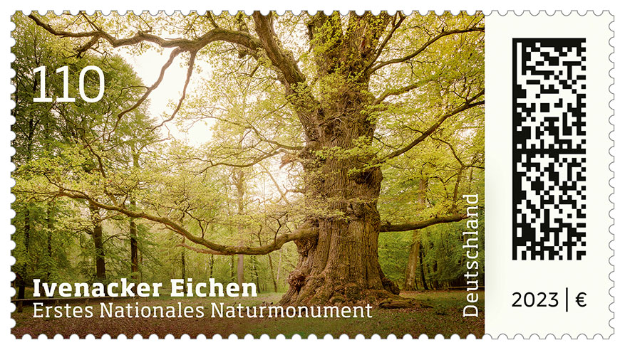 ivenacker-eichen